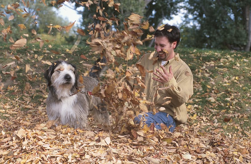 Man Dog Playing Autumn Leaves