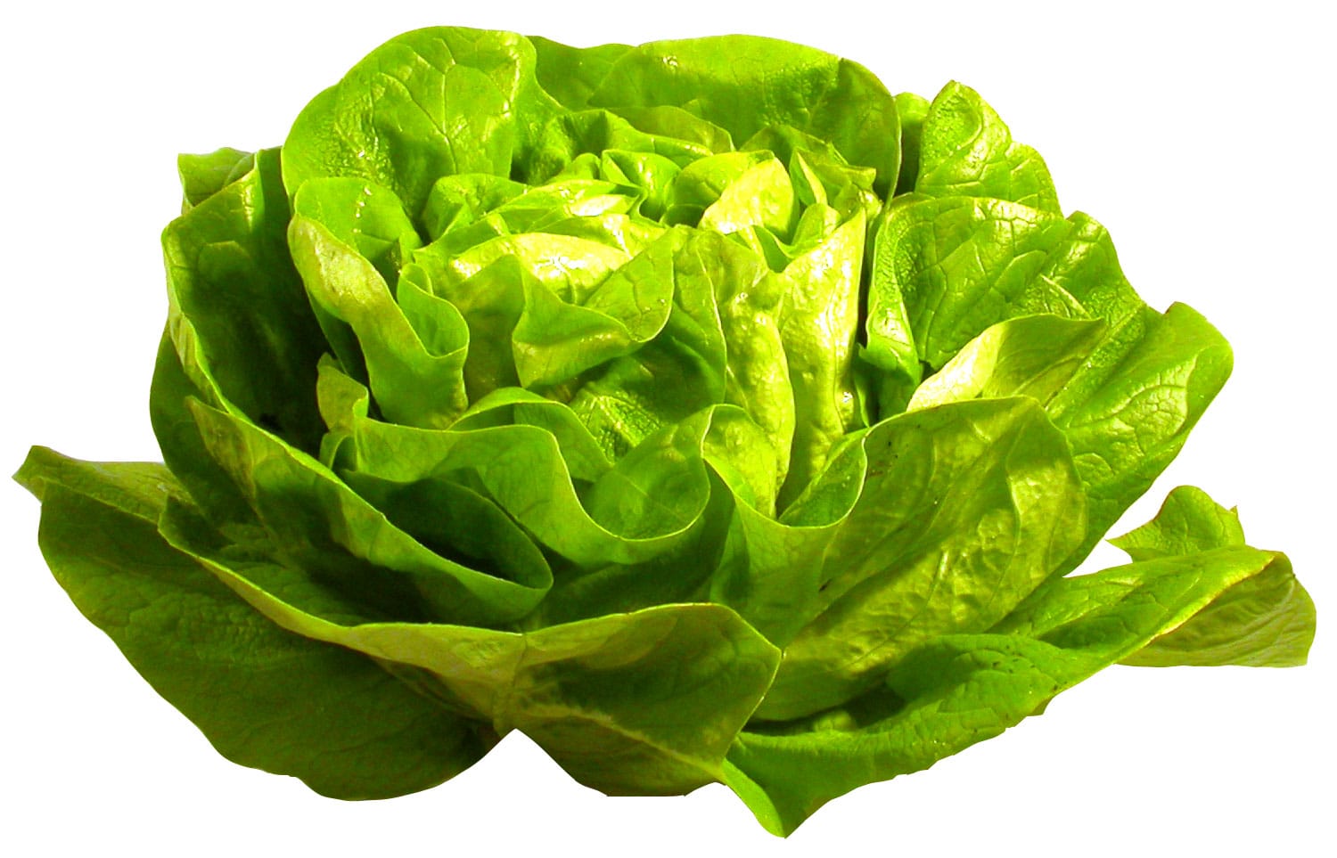 Lettuce