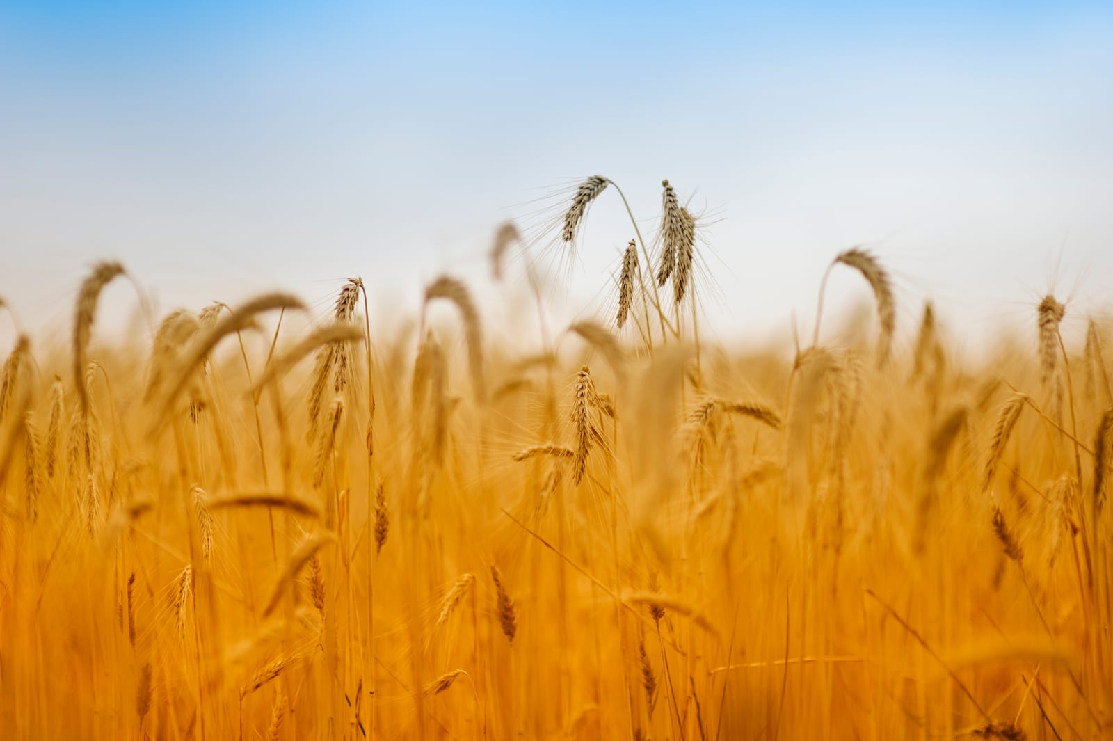 Golden Wheat Field Blue Sky