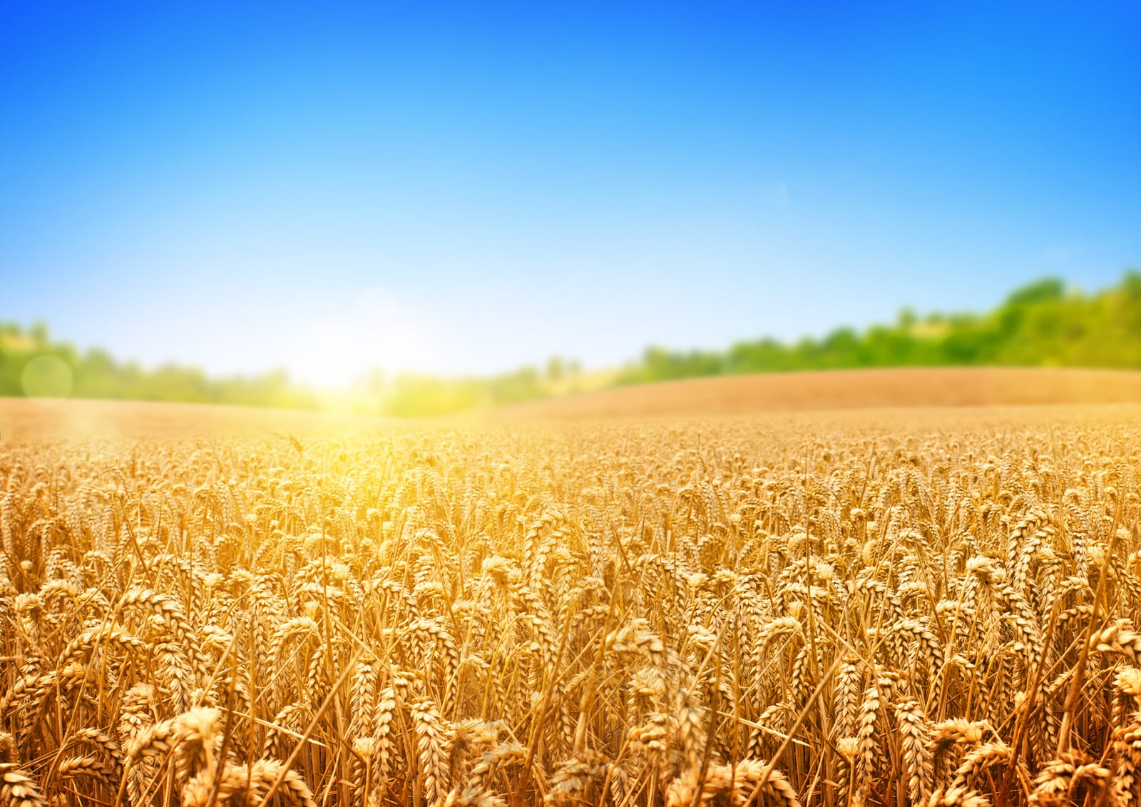 Golden Wheat Field Sunrise