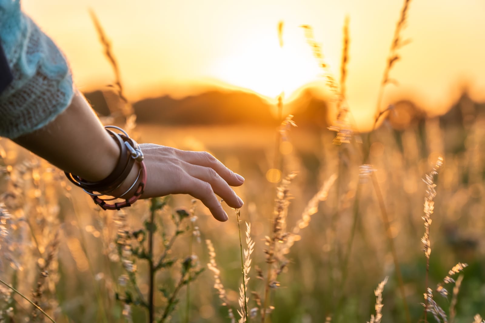 Hand Brushing Wheat Grass Sunset