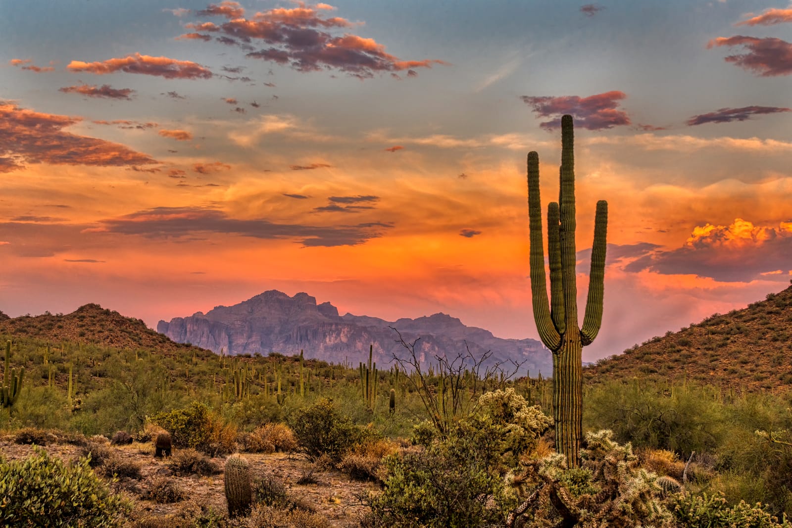Saguaro Cactus Desert Orange Sunset
