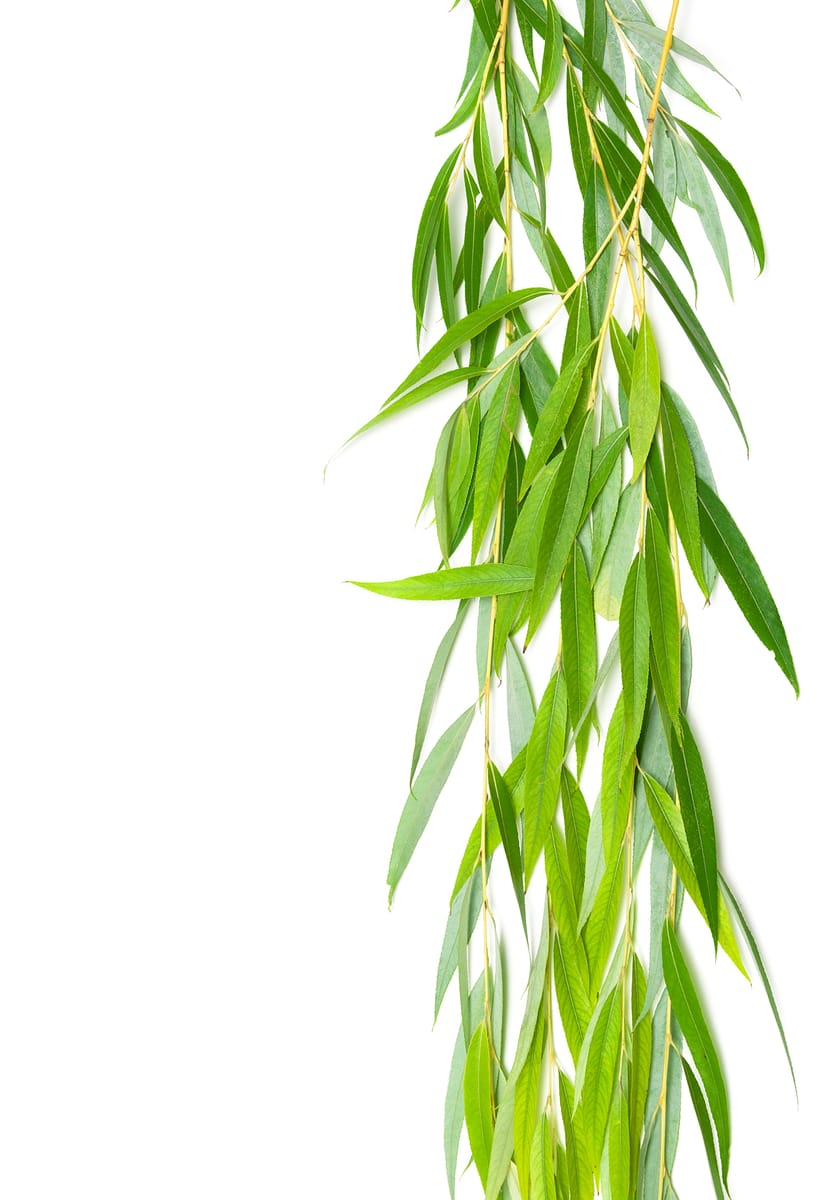 Willow Leaves Hanging Green