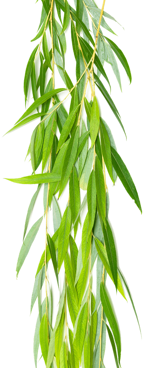Willow Leaves Hanging Green